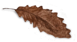 Mocca Blätter